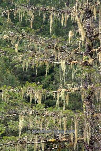 lichens quartzville creek graphic